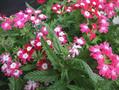 Verbena hortensis